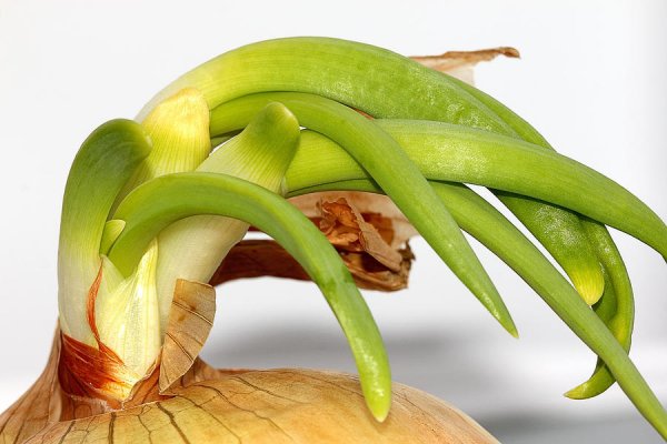 Ramp вход на сайт onion top com