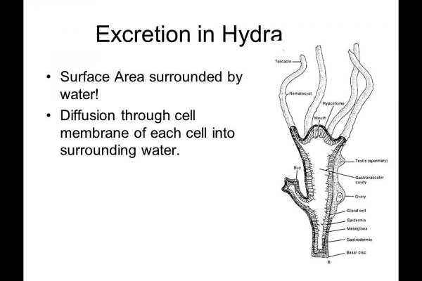 Hydra hydra2support com